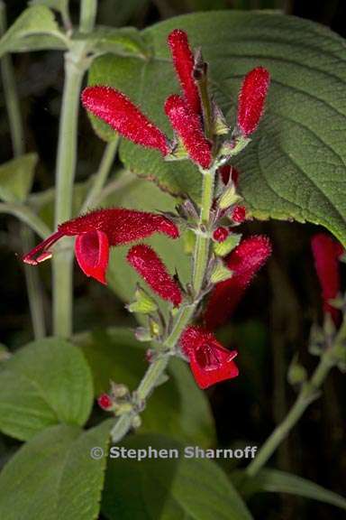 salvia cinnabarina 3 graphic